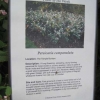 Persicaria Campanulata - the plant of the week