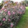Beautiful bed of Dahlias
