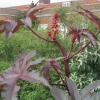 The flower on this mystery shrub with the 9 fingered leaves