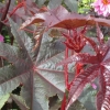 The leaves up close