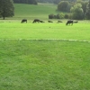 Looking over the ha-ha at the rare breed cows