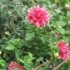 More beautiful dahlias
