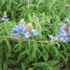 Another mystery plant