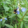 The bees just love blue