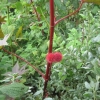 This flower is right out on the mystery 9 fingered leafed shrub?