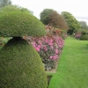 Beautiful topiary