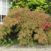 Beautiful Acer just turning