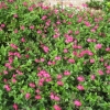 Lovely pink shrub