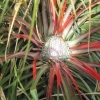Flower up close