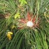 Flower up close