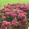 Sedums galore