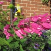 Looks a bit like Bleeding Heart