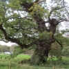 Amazing old oak tree