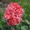 A double Poppy