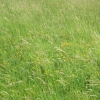 A swathe of Bird's Foot Trefoil in False Oat Grasses