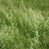 A swathe of White Hedge Bedstraw