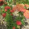 Achillia in the garden