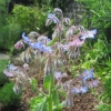 Borage in the garden