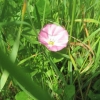 Convolvulous Avensis (bindweed)