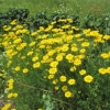 Coreopsis in the garden
