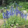 Delphiniums