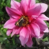 Dhalia with butterfly