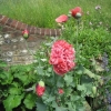 Even more Poppies