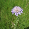 Field Scabious