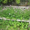 Geraniums