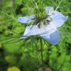 Love in a Mist