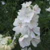 Malva (Mallow) in the garden