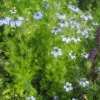 More Love in a Mist