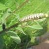 Mullein Moth Caterpilla