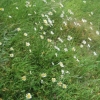 Ox-Eyed Daisies