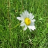 Ox-Eyed Daisy