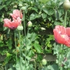 Poppies
