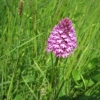 Pyramidal Orchid