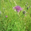 Knapweed in flower
