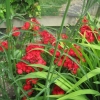 Sweet Williams in the garden