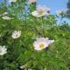 Wild Rose