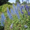 Wonderful Delphiniums