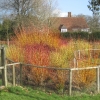 wonderful flaming cornus stems