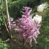 pink ornamental cabbage