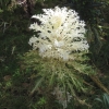 white ornamental cabbage