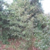 black bamboo too