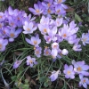 Beautiful crocuses