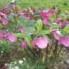 last but not least - Christmas Roses