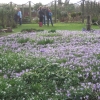 Crocuses galore