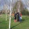 More BGs by the silver birches