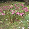 Christmas Roses